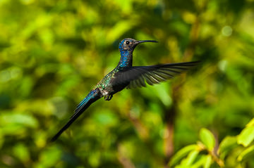 BR-B-01         Beija-Flor-Tesoura In Flight, Coastal Region Of Bahia, Brazil