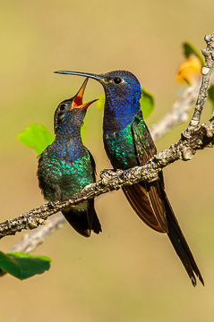 LE-BR-B-17         Beija-Flor-Tesoura With Chick, Coastal Region Of Bahia, Brazil