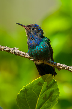 BR-B-51         Young Beija-Flor-Tesoura, Coastal Region Of Bahia, Brazil