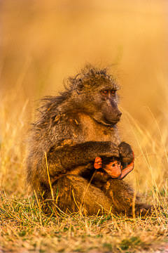AF-M-01         Chacma Baboon Taking Care Of Infant, Kruger NP, South Africa