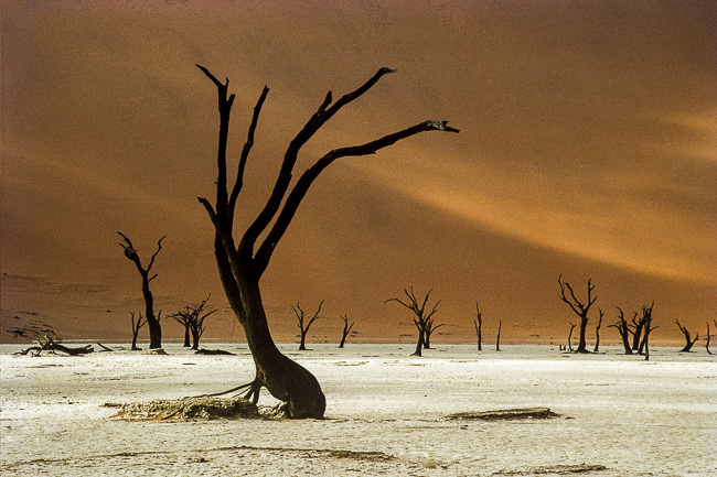 Dead Pan, Namib Desert, Namibia