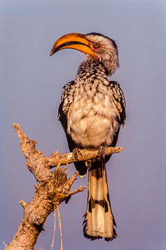 AF-B-01         Yellowbilled Hornbill, Etosha NP, Namibia