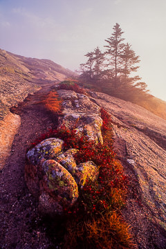 AM-LA-17         Colorful Vegetation, Cadillac Mountain, Acadia NP, Maine