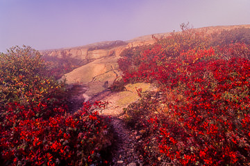 LE-AM-LA-26         Fall Colors Atop Cadillac Mountain, Acadia National Park, Maine