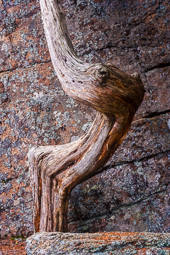 LE-AM-MIS-38         Dried Tree Trunk On The Rocks, Acadia National Park, Maine