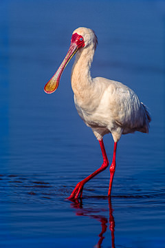 LE-AF-B-01         African Spoonbill At Sunset Dam, Kruger NP, South Africa