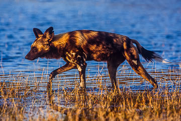 LE-AF-M-01         African Wild Dog, Moremi Game Reserve, Botswana