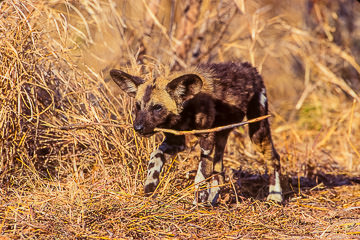 AF-M-04         African Wild Dog Youngster Carrying Stick, Savuiti, Botswana