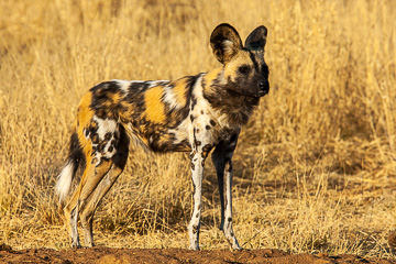 AF-M-117         African Wild Dog, Okonjima Game Reserve, Namibia