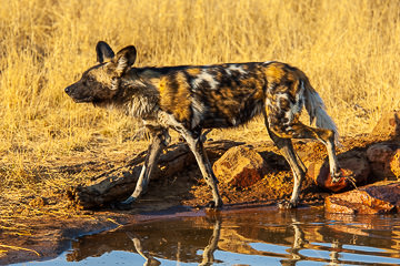 AF-M-105         African Wild Dog At Waterhole, Okonjima Game Reserve, Namibia