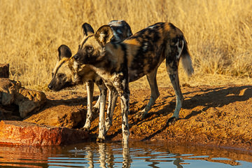LE-AF-M-101&nbsp;&nbsp;&nbsp;&nbsp;&nbsp;&nbsp;&nbsp;&nbsp; African Wild Dogs At Waterhole, Otjiwarongo, Namibia