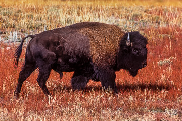 LE-AM-M-01         American Bison, Yellowstone National Park, Wyoming