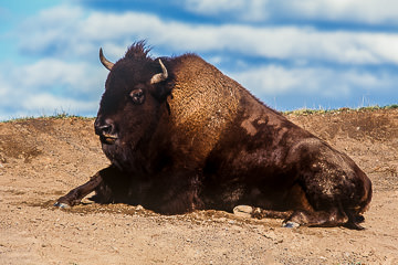 AM-M-03         American Bison Resting, Yellowstone NP, Wyoming