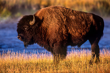 AM-M-51         American Bison, Yellowstone National Park, Wyoming
