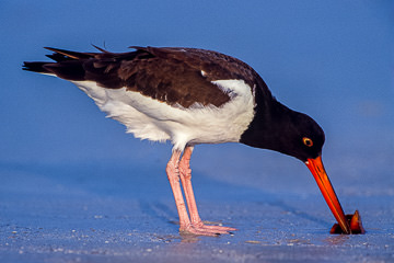 AM-B-01         American Oyster Catcher Finding Oyster, St. Pete Beach, Florida