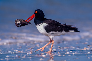 America Oyster Catcher with oyster, taken at St. Pete Beach, Florida