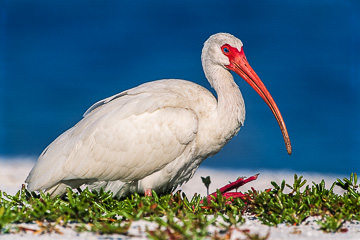 LE-AM-B-11         American White Ibis Relaxing, Fort Myers Beach, Florida