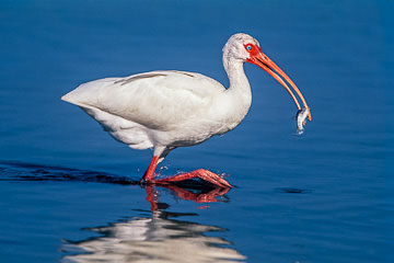 AM-B-02         American White Ibis With Fish, Ft. Myers Beach, Florida