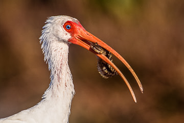 AM-B-05         American White Ibis With Catch, Ft. Myers Beach, Florida