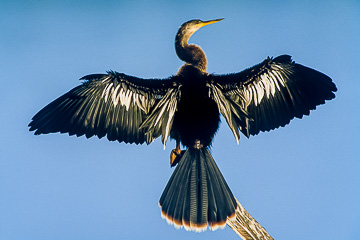 AM-B-01         Anhinga, J.N. Ding Darling NWR, Florida