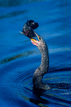 LE-AM-B-02         Anhinga With Fish, Everglades National Park, Florida