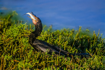 AM-B-05         Anhinga Swallowing Fish, Everglades NP, Florida