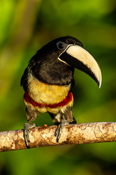 BR-B-11         Aracari-De-Bico-Branco, Coastal Region Of Bahia, Brazil