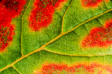 A close-up of a maple leaf from Acadia National Park, Maine