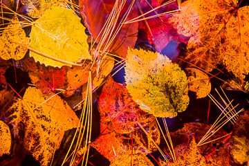 PFM-28&nbsp;&nbsp;&nbsp;&nbsp;&nbsp;&nbsp;&nbsp;&nbsp; Fall Leaves Submerged In Brook, Acadia NP, Maine