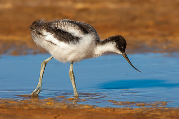 AF-B-01         Young Avocet, Namib Desert, Namibia