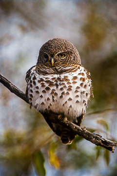 AF-B-01         Barred Owl, Kruger NP, South Africa