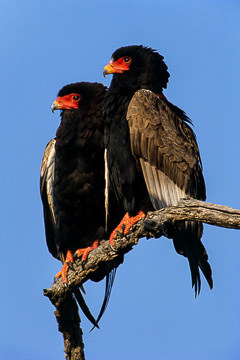 LE-AF-B-02         Bateleur Eagles, Kruger National Park, South Africa