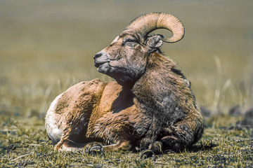 AM-M-01         Bighorn Sheep Ram Resting, Yellowstone NP, Wyoming