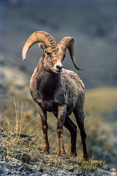 AM-M-02         Bighorn Sheep Ram, Yellowstone NP, Wyoming