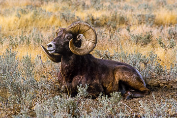 LE-AM-M-03         Bighorn Sheep Ram Resting, Rocky Mountains, British Columbia, Canada