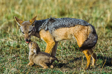 LE-AF-M-25         Black-Backed Jackal And Pup, Masai Mara National Reserve, Kenya