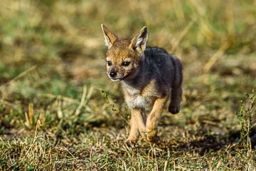 LE-AF-M-29         Black-Backed Jackal Pup Running, Masai Mara National Reserve, Kenya