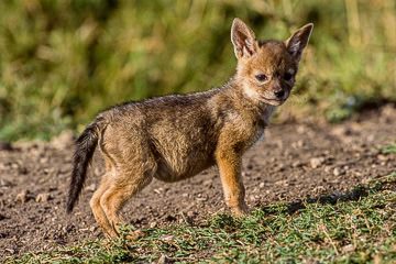 AF-M-32         Black-Backed Jackal Pup, Masai Mara, Kenya