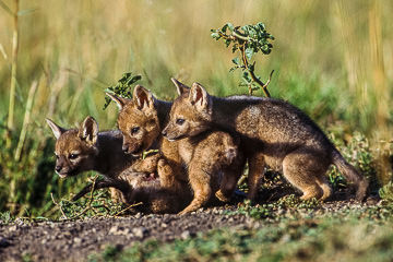 LE-AF-M-35         Black-Backed Jackal Pups At Play, Masai Mara National Reserve, Kenya