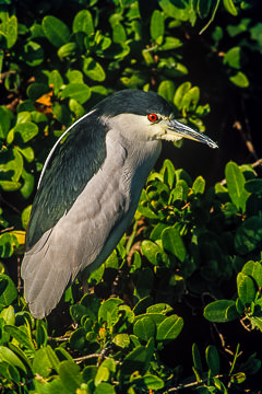 AM-B-01         Black-Crowned Night-Heron, J.N. Ding Darling NWR, Florida