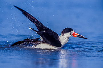 AM-B-02         Black Skimmer Bathing, Fort Myers Beach, Florida