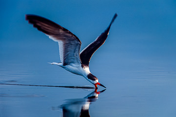 LE-AM-B-11         Black Skimmer, Fort Myers Beach, Florida