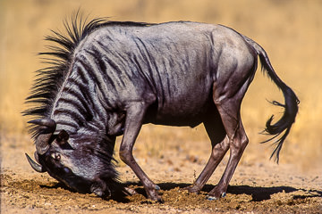 AF-M-02         Blue Wildebeest Rolling On Wet Sand, Kalahari Gemsbok NP, South Africa