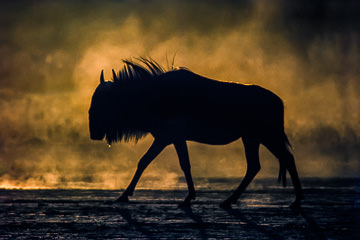 AF-M-03         Blue Wildebeest Raising Dust, Kalahari Gemsbok NP, South Africa