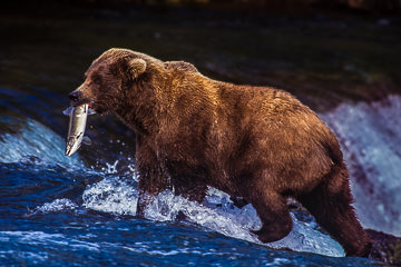 AM-M-01         Grissly Bear Catching Salmon, Katmai NP, Alaska