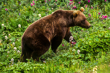 LE-AM-M-06         Grizzly Bear Walking Through The Flowers, Denali National Park, Alaska