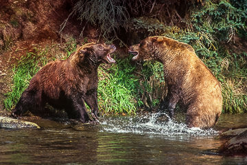 AM-M-04         Grissly Bears Fighting, Katmai National Park, Alaska
