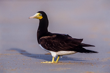 BR-B-02         Brown Boobie, Fernando De Noronha, Brazil