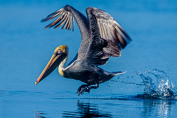 LE-AM-B-02         White Pelican Taking Off, Sarasota, Florida