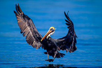 LE-AM-B-11         Brown Pelican Landing, Sarasota, Florida